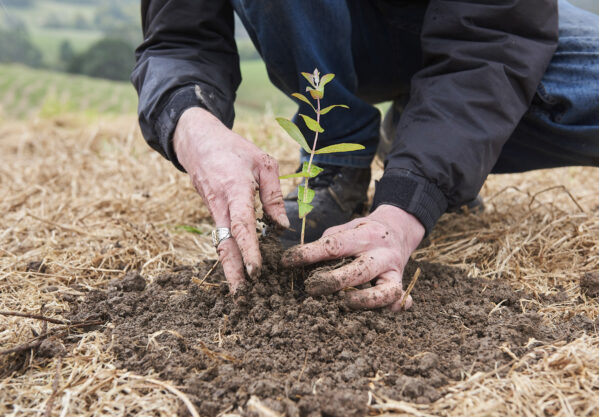 Two hands plant a small green seedling into soil. Credit Tobias Rowles.