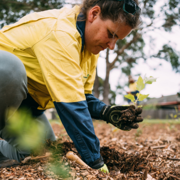 A female Greening Australia staff member in a yellow shirt plants a seedling into the ground.