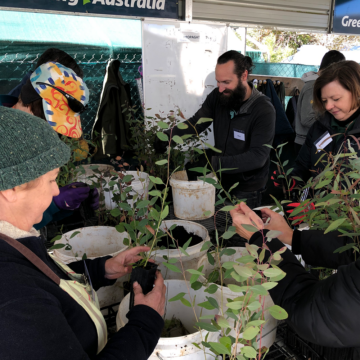 Two female and one male volunteer all holding seedlings and pitching in at our volunteer nursery in Canberra, ACT. They are all in black vests. The man has a beard and dark hair in a bun, one female volunteer wears a green beanie and the other has short brown hair.