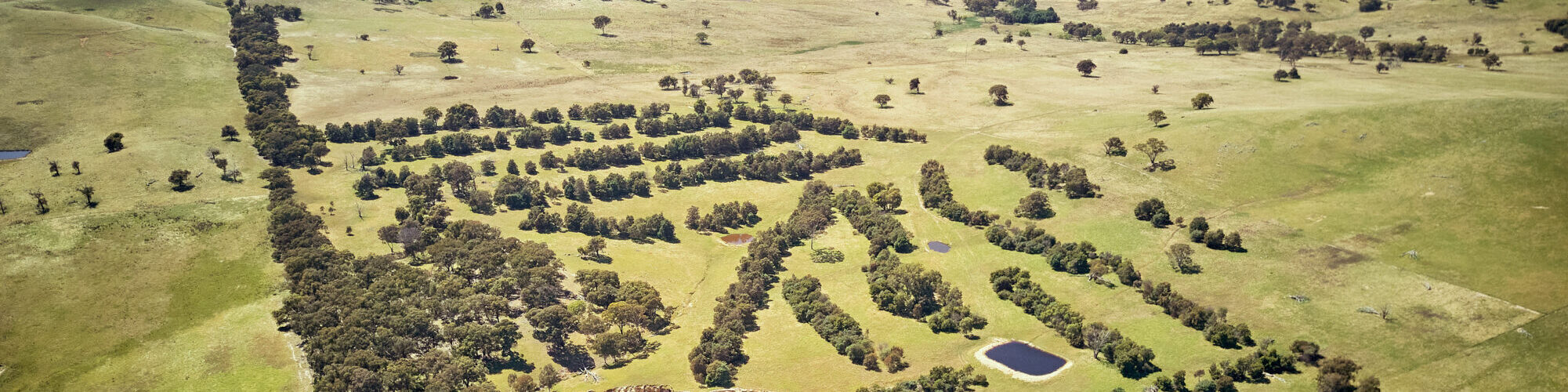 A large, light-green grass filled field covered in dark green trees. An aerial photograph from above.