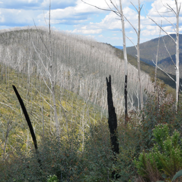 Grey alpine ash burnt from bushfires.