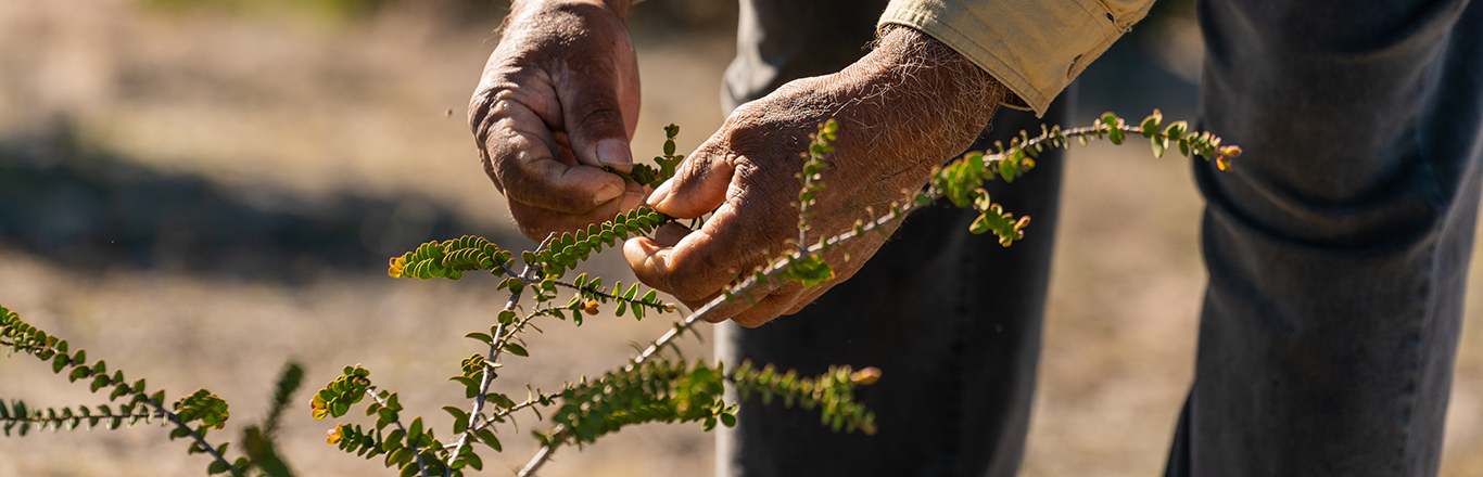 Two hands gently feeling the stem of a fresh seedling.