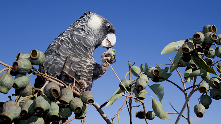 A Carnaby's Black Cockatoo (with predominantly black feathers and a white beak) sits perched on a gum tree eating a green gum nut.