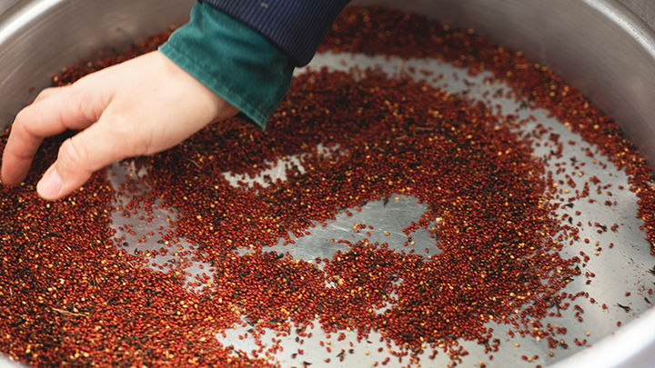 A lone hand swirls around red seeds in a stainless steel bucket.