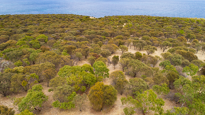 Green tops of trees leading to the ocean.