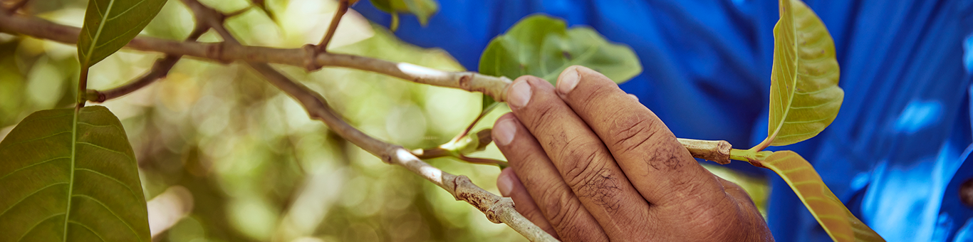 A hand gently hold a small tree branch.