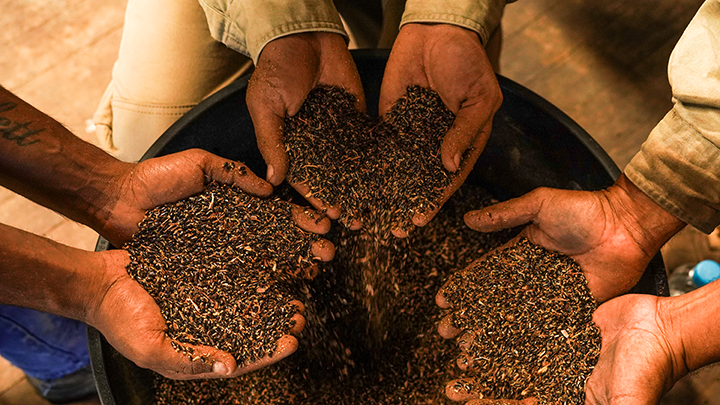 Three sets of hands holding seeds from a bucket.