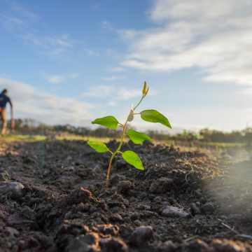 A lone seedling with a thin, brown stem and luscious, green leaves emerges from the soil.