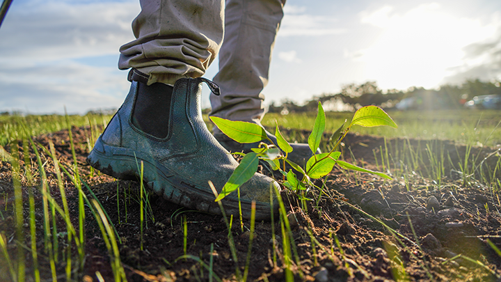 A black working boot stands next to a fresh, green seedling emerging from the soil.