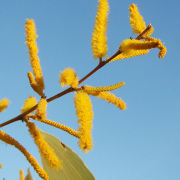 A yellow wattle reaching up towards the sunshine on a clear-blue day.