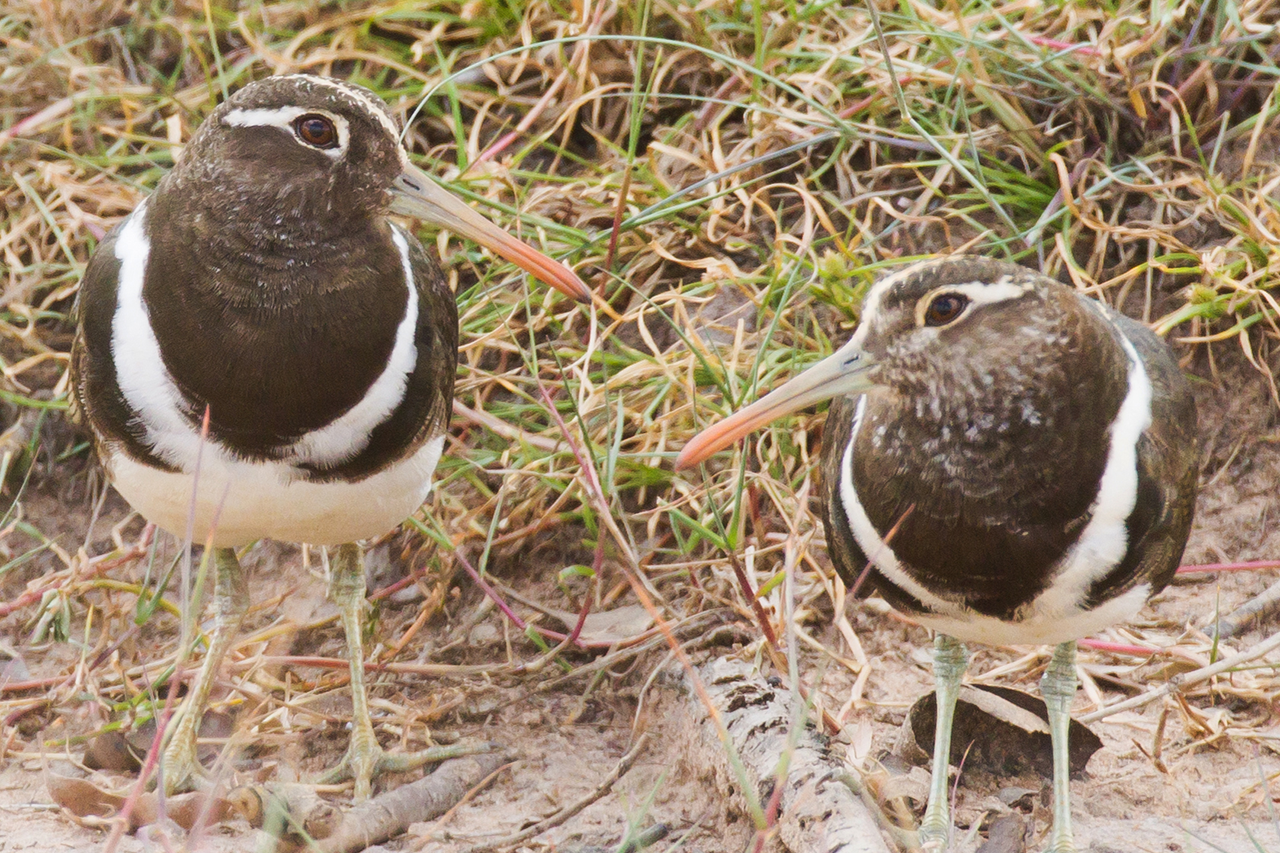 Birds of Purpose: Australian Painted Snipe.