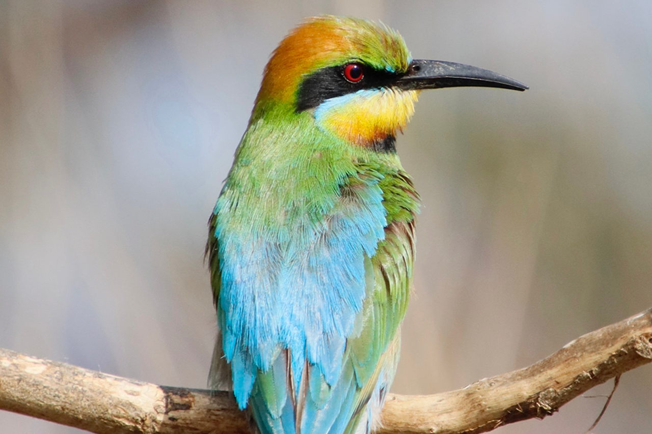 Birds of Purpose: Bee-eater