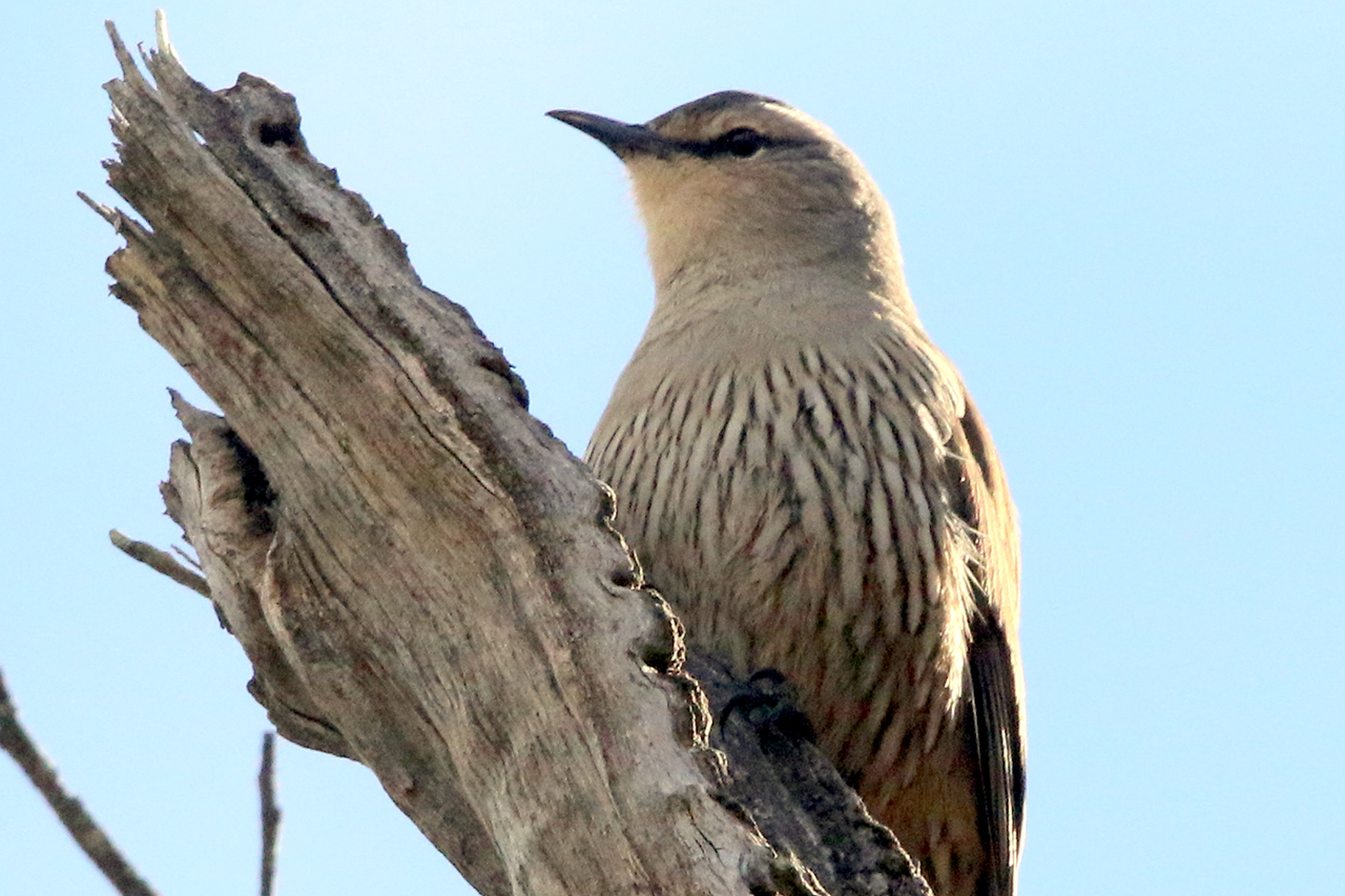 Birds of Purpose: Brown Treecreeper