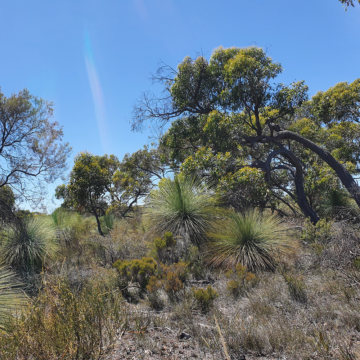 Bank Australia's Conservation Reserve: blue skies surrounded by large, lush trees and ground cover plants. Image credit: Jess Gardner.