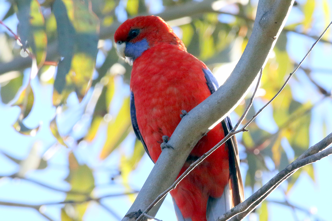 A red Crimson rosella with blue wings and a white beak sits perched on a tree branch surrounded by light-green leaves and the light blue sky. Image by Birdlife Hamilton - Crimson Rosella.