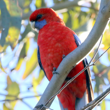 A red Crimson rosella with blue wings and a white beak sits perched on a tree branch surrounded by light-green leaves and the light blue sky. Image by Birdlife Hamilton - Crimson Rosella.