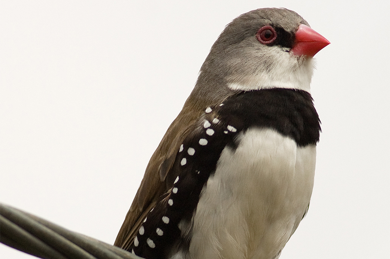 Birds of Purpose: Diamond Firetail