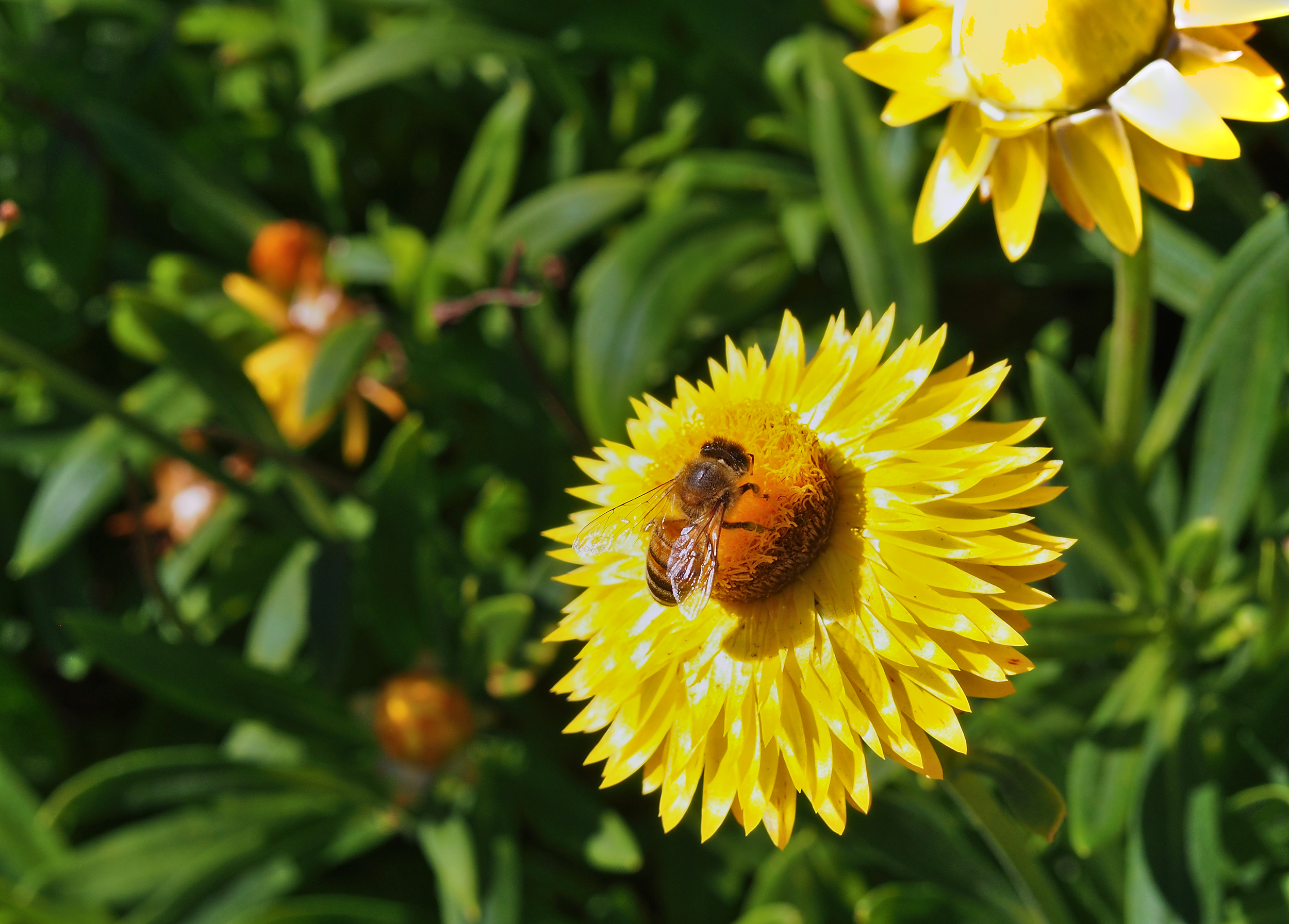 A blooming Golden Everlasting Daisy with bright yellow petals, and an orange centre that contains a bee pollinating. Surrounded by other green everlasting stalks. Credit: nomis_h