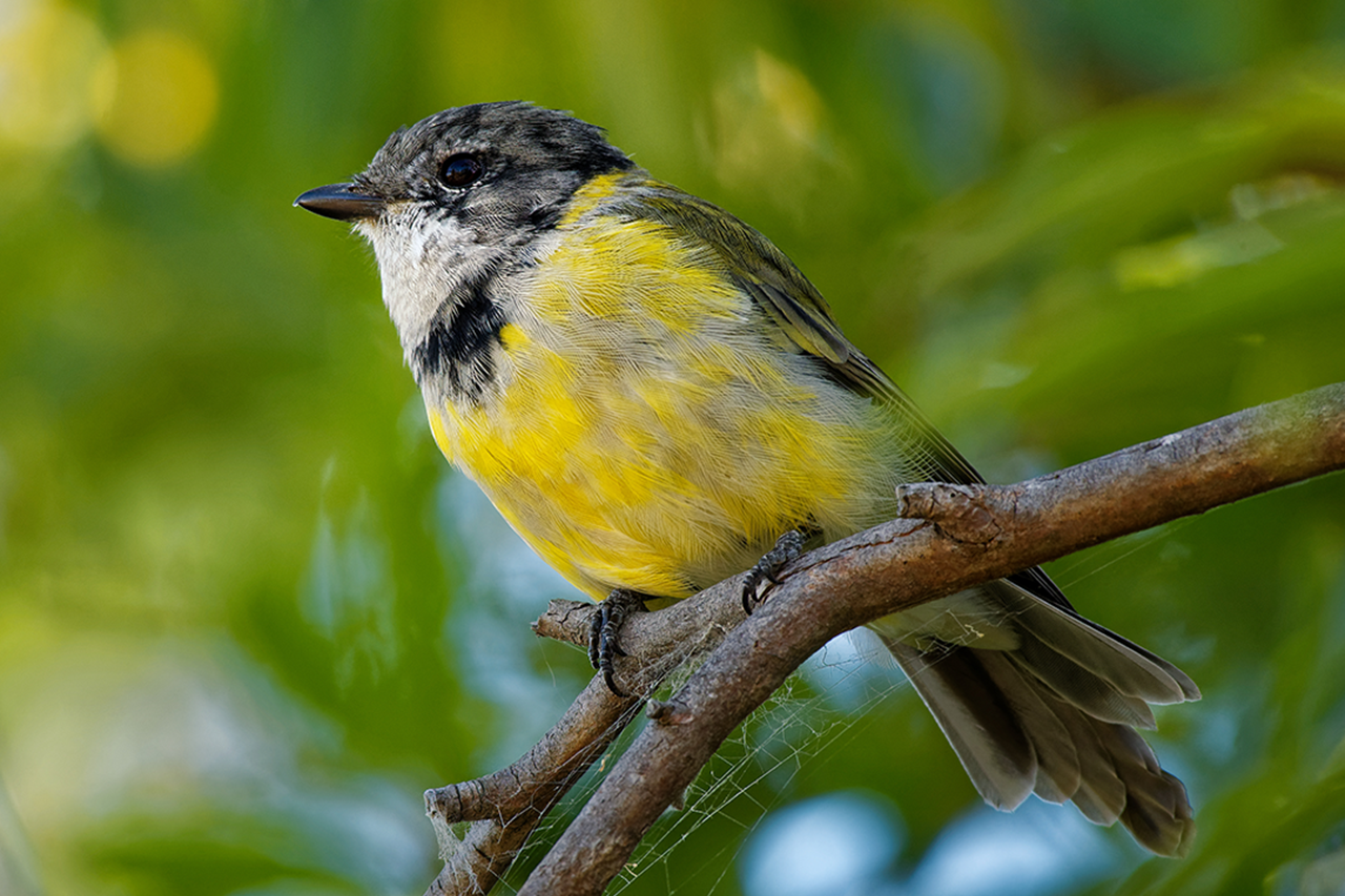 Golden Whistler