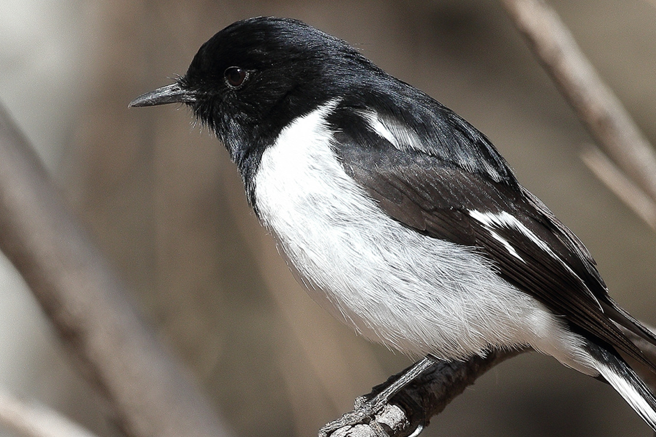 Birds of Purpose: Hooded Robin