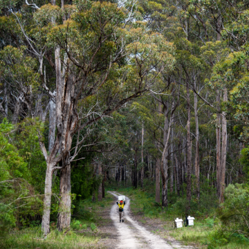 A man in the distance carrying a white nest box for the Greater Glider, walking down a white, dusty forest path amongst tall, lush green trees with grey-brown trunks.