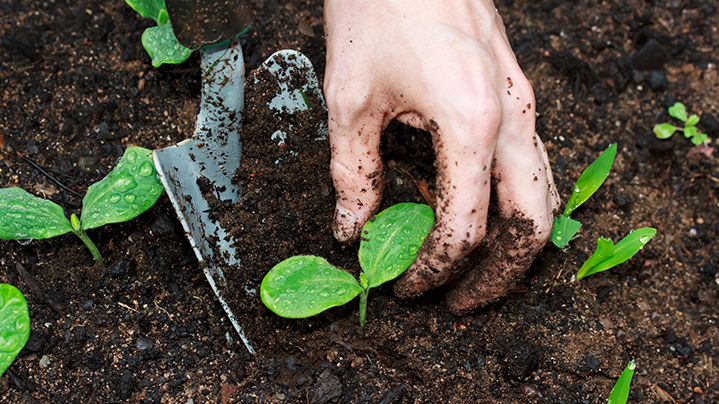 Hand and trowel with grey head planting a light green seedling with two leaves in a patch of lush, brown soil. Credit: TierneyMJ