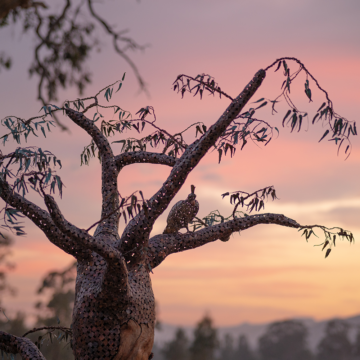 A close up of the bronze cockatoo made from recycled keys and coins sitting on the Money Tree's branch surrounded by a gorgeous pink sunrise.Image by Christopher Chan.