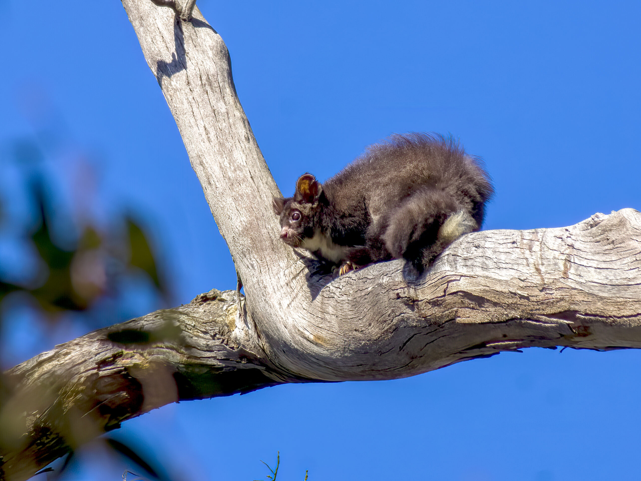 Greater Glider (Petauroides volans) Greening Australia Greening