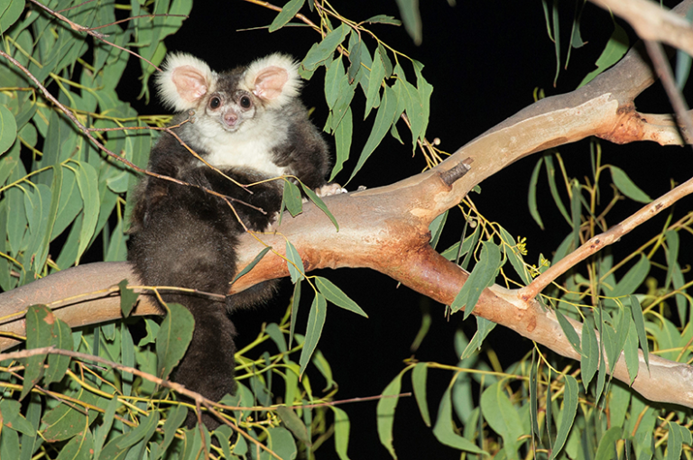 Can hitech nest boxes help recover the Greater Glider? Greening