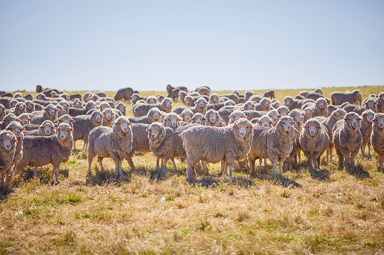 A large flock of sheep stands in the sun on dry grass.