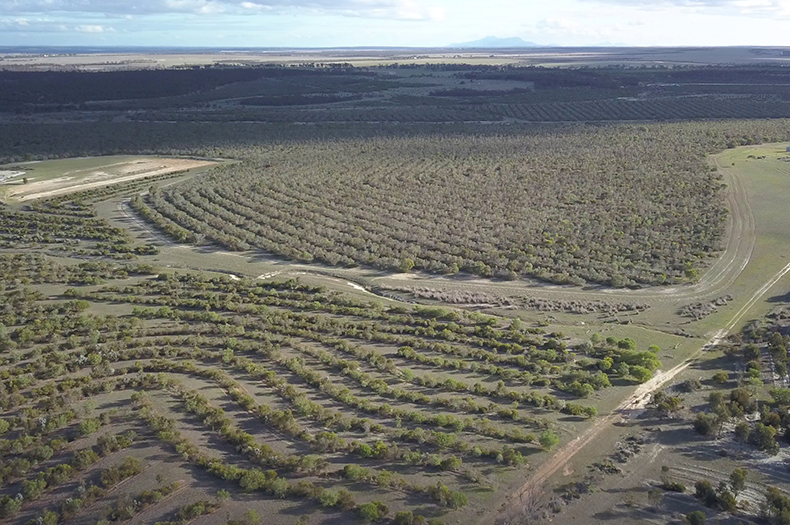Aerial shot of carbon planting at Peniup, Western Australia. An expansive view of trees lined up in a circular pattern.