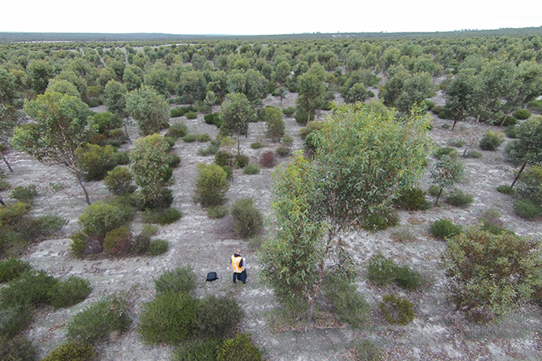 A man stands at the forefront of a drone shot overlooking tree growth on a large carbon planting site in WA.