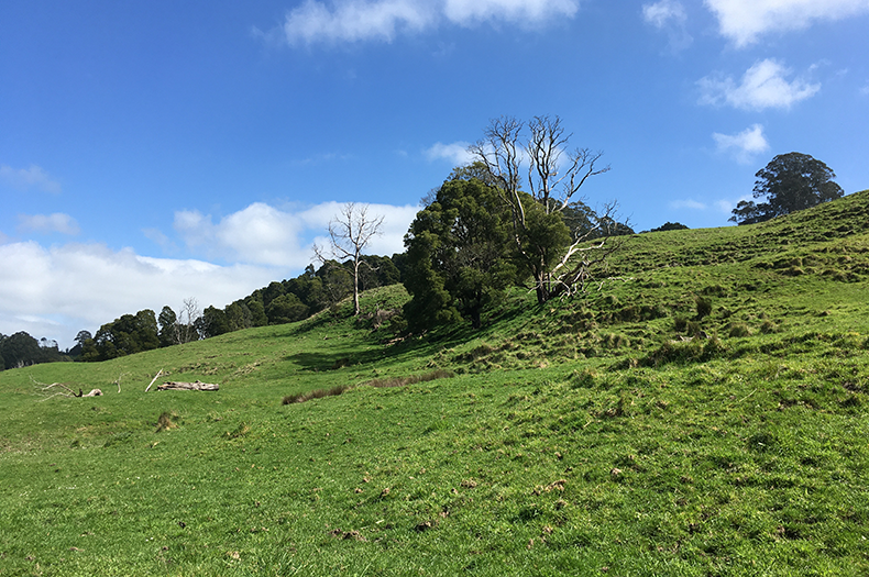 Steeply sloping landscape with a single, dark green tree and light green grass on a clear-skied day.