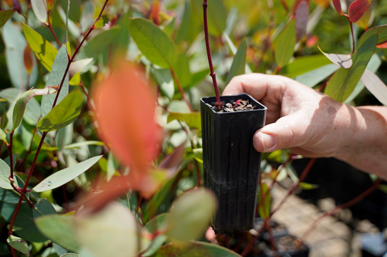 Greening Australia Annual Plant Sale Greening Australia Greening Australia