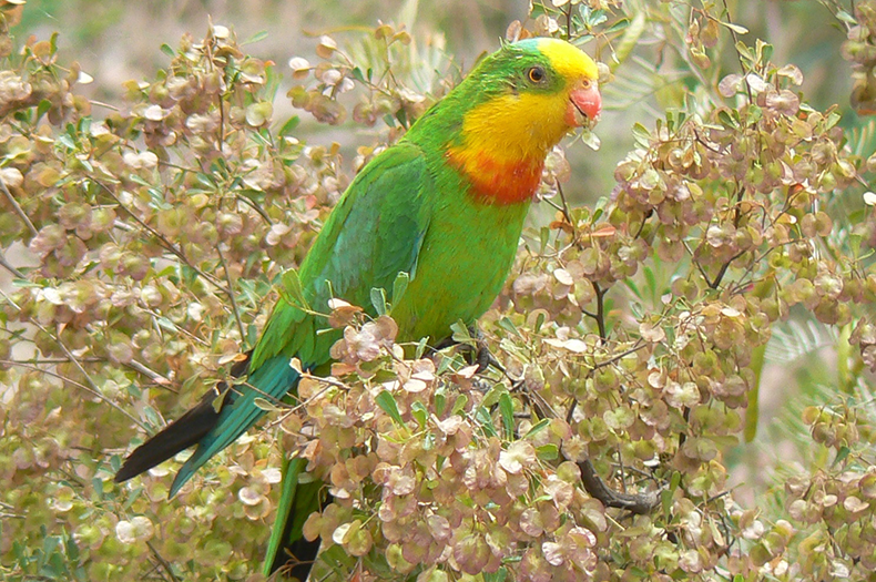 Saving our Species: Seeding the future for Superb Parrots - Greening ...