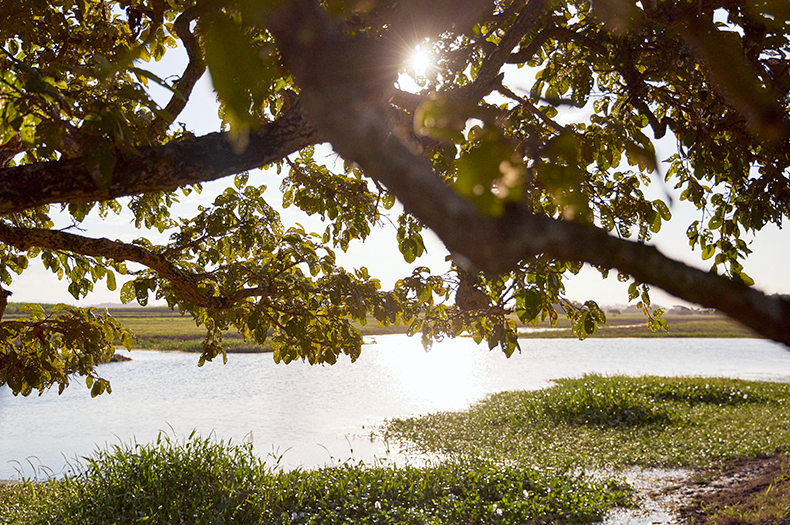 A large, tall tree covers the bright sunshine over a pristine blue and green wetland ecosystem.