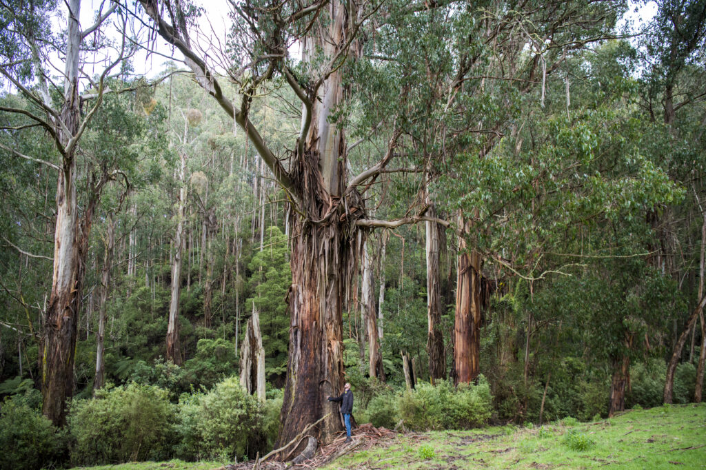 A patch of existing remnant vegetation on a site in the Strzelecki Ranges. Nestlé plantings on this property will help expand the habitat pictured and improve connectivity across the landscape as the seedlings grow. Credit Annette Ruzicka. 