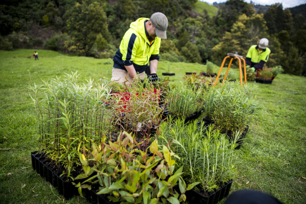 Preparing seedlings for planting in the Strzelecki Ranges, Victoria. Credit: Annette Ruzicka.