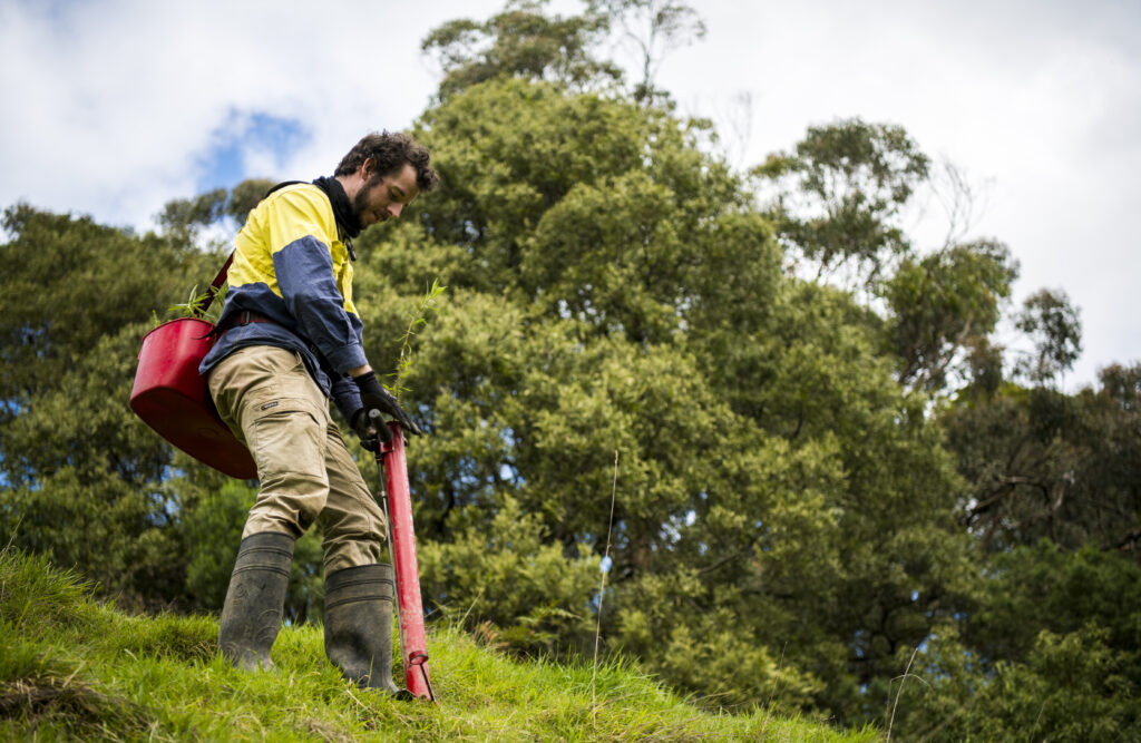 Planting underway in the Strzelecki Ranges in 2022 as part of the Nestlé Reforestation Project in Australia. Credit Annette Ruzicka.