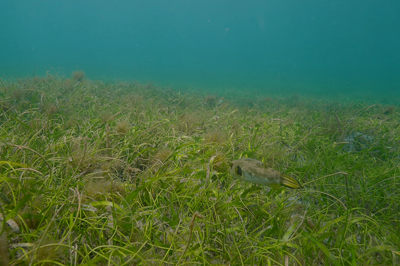 Underwater seagrass meadows are an example of blue carbon ecosystems. Here, we see skinny, light green grass swaying in the dark blue ocean water, with a small grey and yellow toadfish in the foreground.