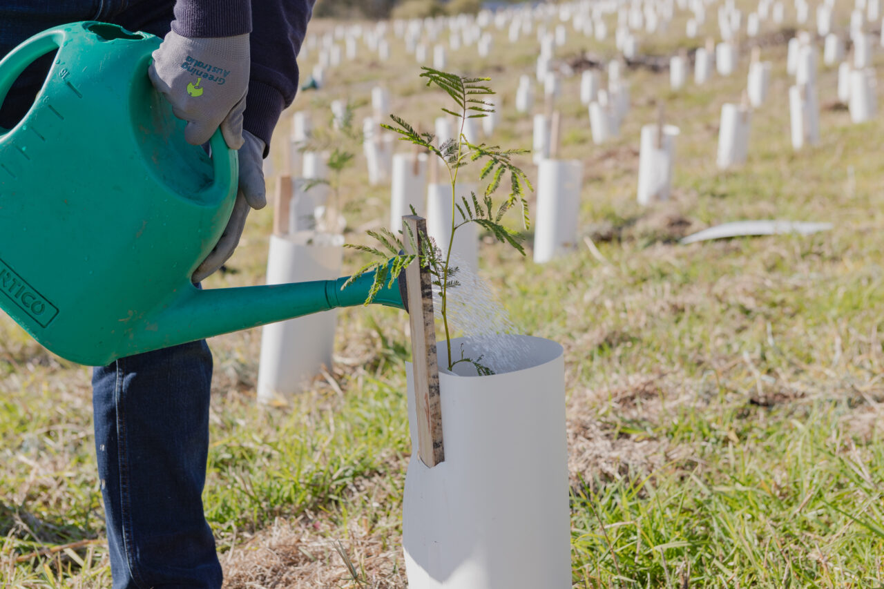 Community planting day at Macquarie Uni Greening Australia Greening