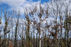 Trees regrowing after fire
