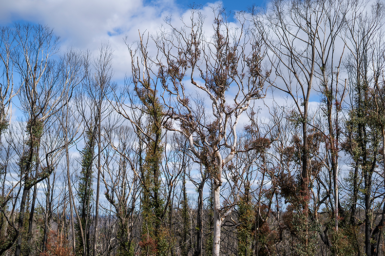 Nature regrowing after fire