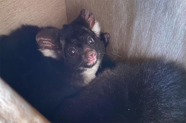 Greater Glider in nest box 2023