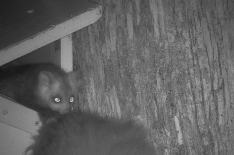 Greater Glider joey in nest box 2023 at night