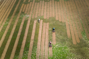 Aerial view of direct seeding lines with two tractors in action