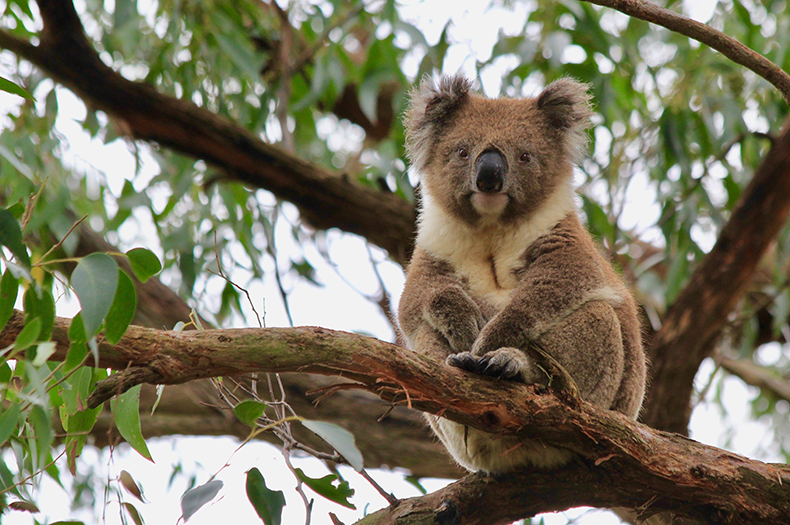 A Koala out in nature