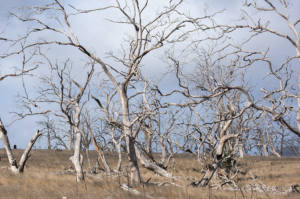 A field of dead trees