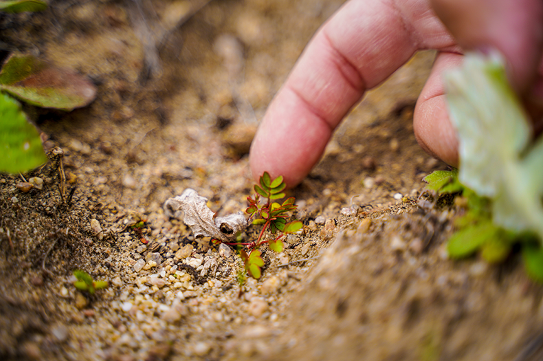 A human finger beside a tiny seedling to show scale