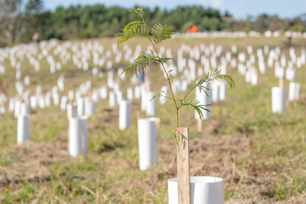 An acacia seedling.